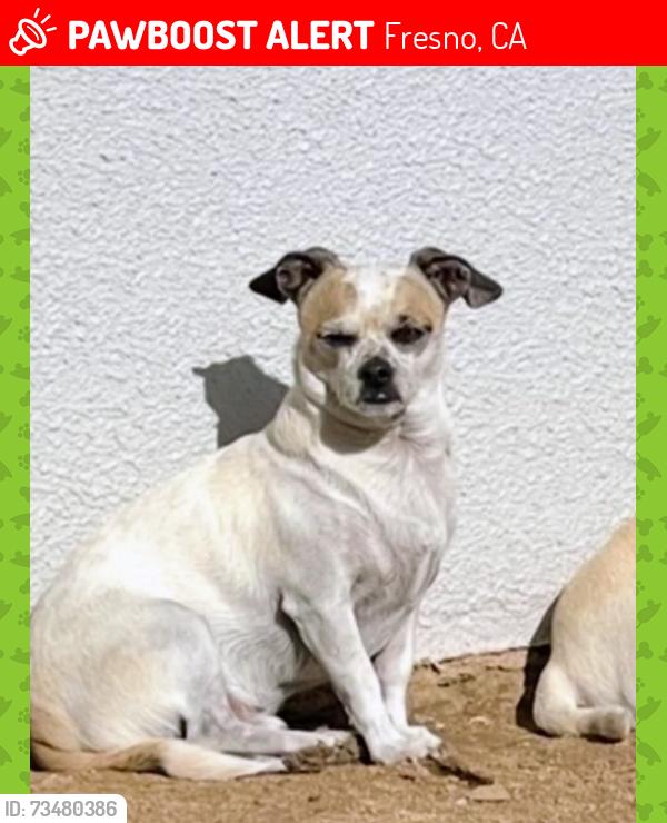 Lost Male Dog last seen Dog park Behymer and shepard, Fresno, CA 93720