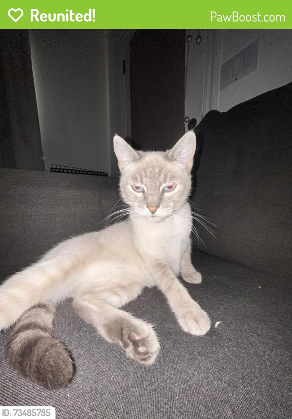 Reunited Female Cat last seen Gay/pala, San Jose, CA 95127