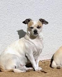 Lost Male Dog last seen Dog park Behymer and shepard, Fresno, CA 93720