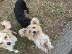 Reunited Male Dog last seen W maitland st ontario ca 91762, Ontario, CA 91762