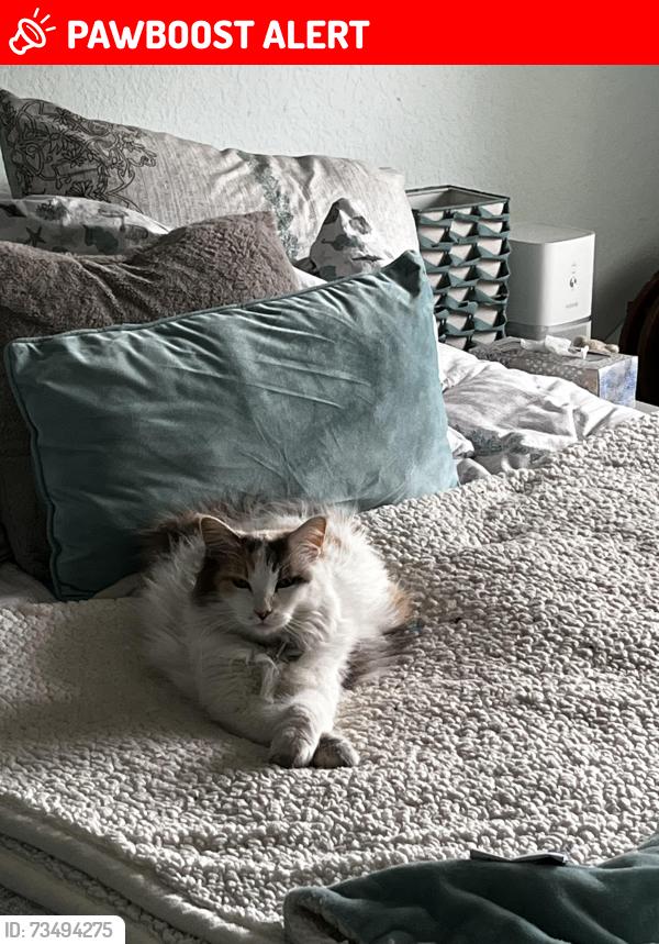 Lost Female Cat last seen Victoria and Archibald, Rancho Cucamonga, CA 91701