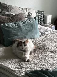 Lost Female Cat last seen Victoria and Archibald, Rancho Cucamonga, CA 91701