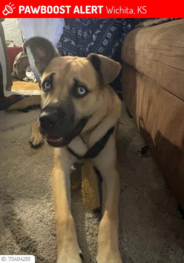 Lost Male Dog last seen Pawnee and glenn, Wichita, KS 67217