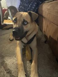Lost Male Dog last seen Pawnee and glenn, Wichita, KS 67217
