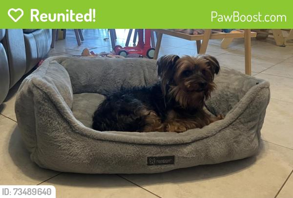 Reunited Male Dog last seen Sherwood and 57th, Greenacres, FL 33463