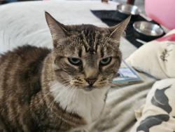 Lost Female Cat last seen mcguinness ave and dublin way, Streetsboro, OH 44241