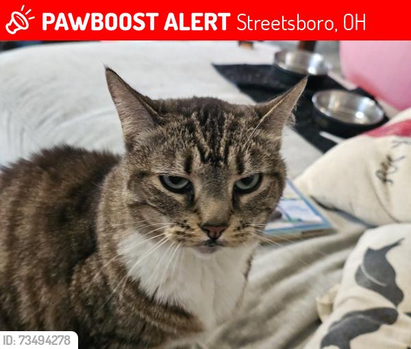 Lost Female Cat last seen mcguinness ave and dublin way, Streetsboro, OH 44241