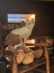 Reunited Female Cat last seen Camens Way, Buford, GA 30519