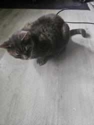Reunited Male Cat last seen King and Jameson, Toronto, ON M6K 2X9