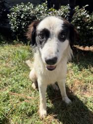 Found/Stray Male Dog last seen Grooverville Rd, Brooks County, GA 31643