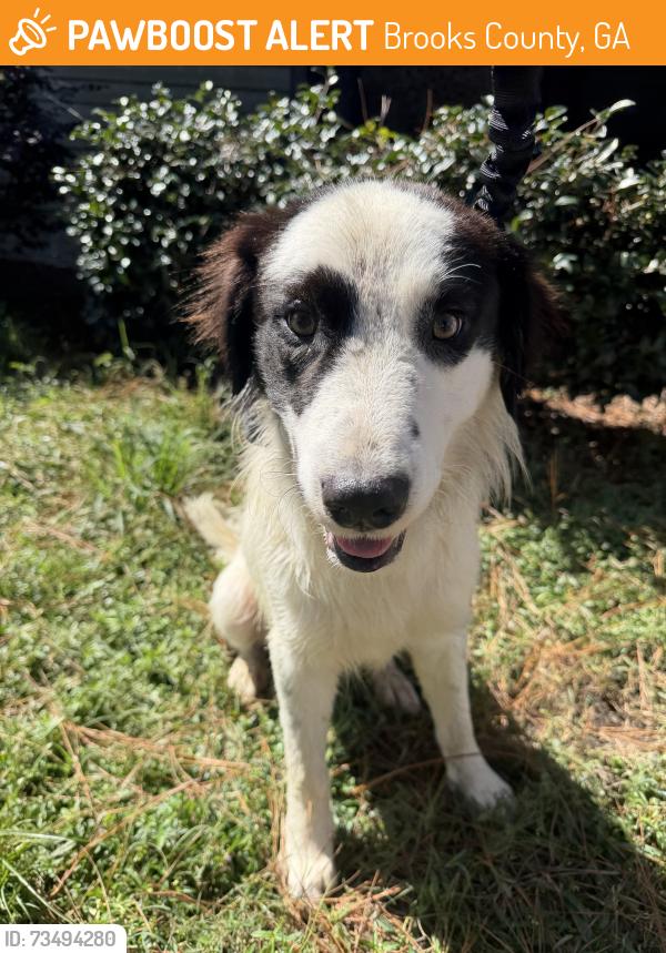 Found/Stray Male Dog last seen Grooverville Rd, Brooks County, GA 31643