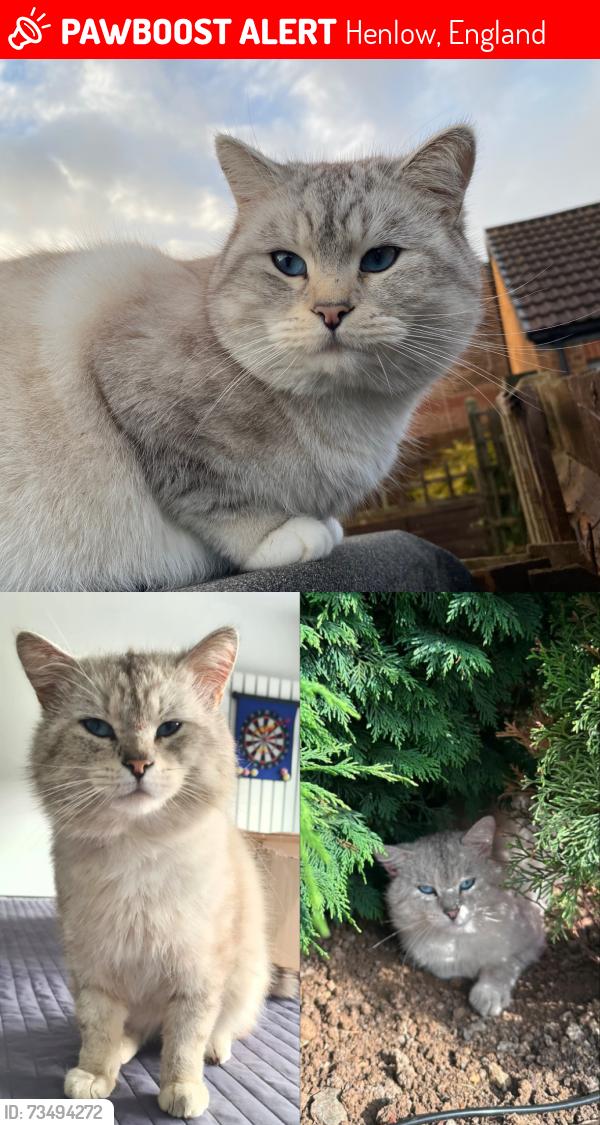 Lost Male Cat last seen Henlow Veterinary Centre, Henlow, England 
