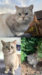 Lost Male Cat last seen Henlow Veterinary Centre, Henlow, England 