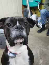 Lost Male Dog last seen Fm517, Dickinson, TX 77539