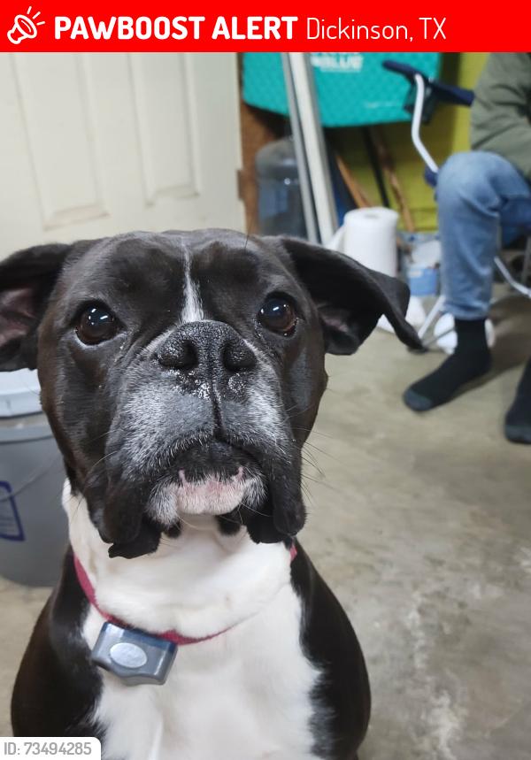 Lost Male Dog last seen Fm517, Dickinson, TX 77539