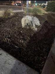 Found/Stray Female Dog last seen Washington blvd & rosemead blvd, Pico Rivera, CA 90660