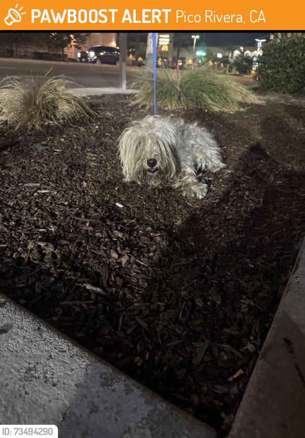 Found/Stray Female Dog last seen Washington blvd & rosemead blvd, Pico Rivera, CA 90660