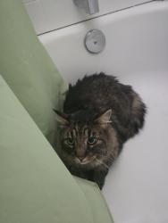 Reunited Male Cat last seen NE 10th Ave & NE Big Berry Loop, Oak Harbor, WA 98277