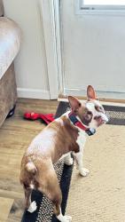 Reunited Female Dog last seen Pine Lake Rd and Rhonda Ln., Montgomery, TX 77316