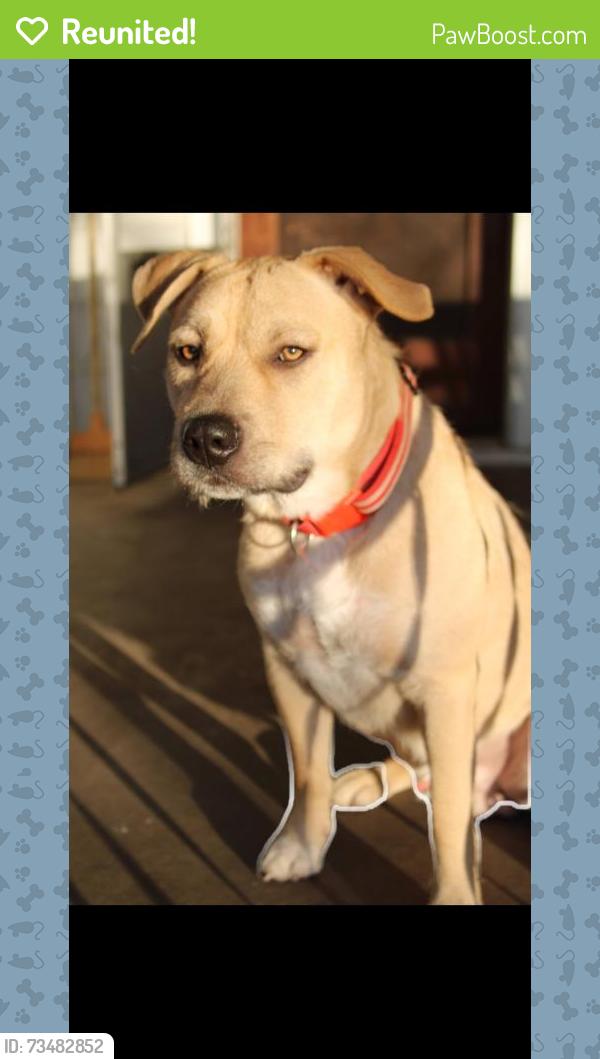 Reunited Male Dog last seen Ridge & Sunset, Merriam Woods, MO 65740