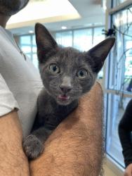 Shelter Stray Male Cat last seen RICE RD, 8311 Freedom Dr, Pearland, TX 77581, USA