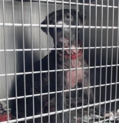 Shelter Stray Female Dog last seen Near BLOCK PLUM RIDGE, 4704 Corporation Dr, Fayetteville, NC 28306, USA