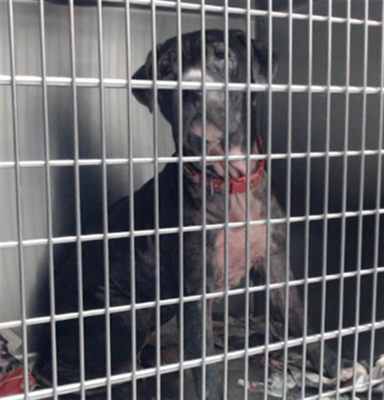 Shelter Stray Female Dog last seen Near BLOCK PLUM RIDGE, 4704 Corporation Dr, Fayetteville, NC 28306, USA