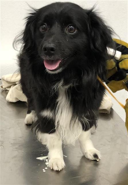 Shelter Stray Male Dog last seen Near BLOCK W SHAW AVE, FRESNO CA 93711 3402, 5277 E Airways Blvd, Fresno, CA 93727, USA
