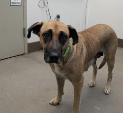Shelter Stray Female Dog last seen , 4000 N Silverbell Rd, Tucson, AZ 85745, USA
