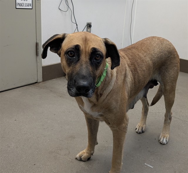 Shelter Stray Female Dog last seen , 4000 N Silverbell Rd, Tucson, AZ 85745, USA