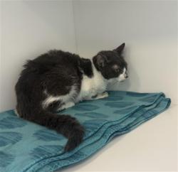 Shelter Stray Female Cat last seen Near, 5001 E Raymond St, Indianapolis, IN 46203, USA