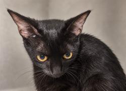 Shelter Stray Female Cat last seen Near BLOCK WASHINGTON AVE, 3599 NW 79th Ave, Doral, FL 33122, USA