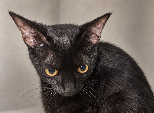 Shelter Stray Female Cat last seen Near BLOCK WASHINGTON AVE, 3599 NW 79th Ave, Doral, FL 33122, USA