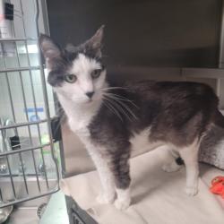 Shelter Stray Female Cat last seen , 11361 W Pico Blvd, Los Angeles, CA 90064, USA