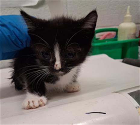 Shelter Stray Male Cat last seen J ST AND ELDER AVEQ, 130 Beyer Way, Chula Vista, CA 91911, USA