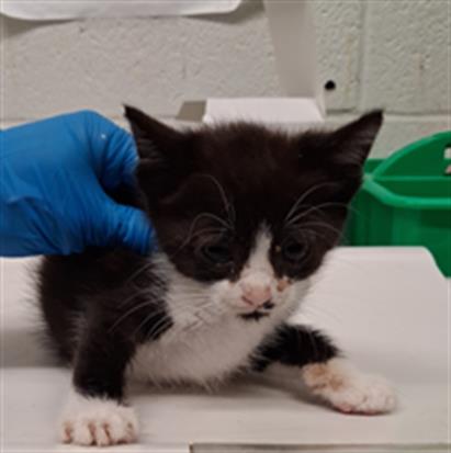 Shelter Stray Female Cat last seen J ST AND ELDER AVE, 130 Beyer Way, Chula Vista, CA 91911, USA
