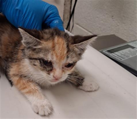 Shelter Stray Female Cat last seen J ST AND ELDER AVE, 130 Beyer Way, Chula Vista, CA 91911, USA