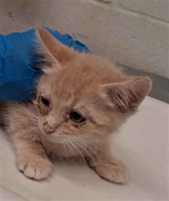 Shelter Stray Male Cat last seen J ST AND ELDER AVE, 130 Beyer Way, Chula Vista, CA 91911, USA
