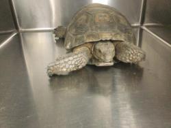 Shelter Stray Female Other last seen Near BLOCK AVENIDA HERRERA, LA QUINTA CA 92253, 72050 Pet Land Pl, Thousand Palms, CA 92276, USA