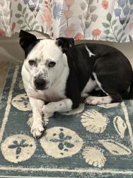 Lost Male Dog last seen Drew St and Fairwood Ave Clearwater, Clearwater, FL 33759