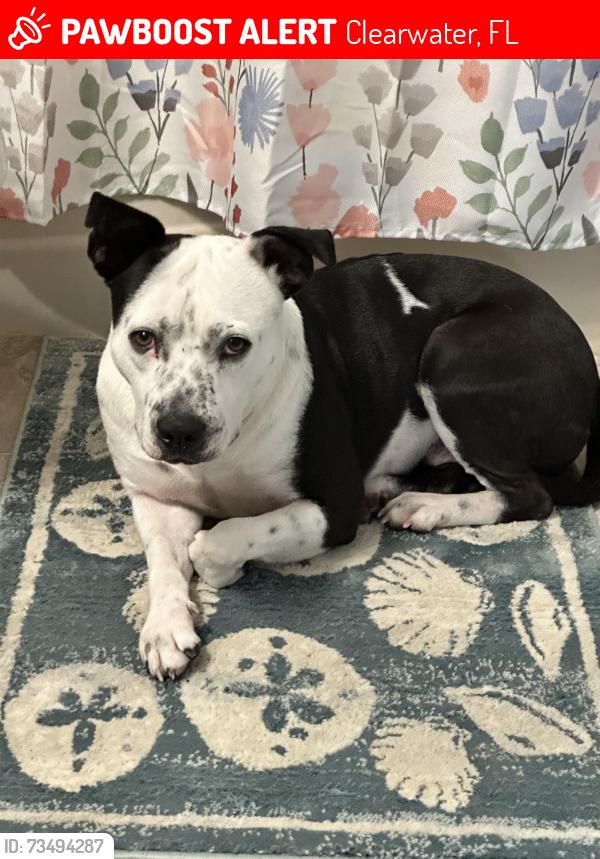 Lost Male Dog last seen Drew St and Fairwood Ave Clearwater, Clearwater, FL 33759