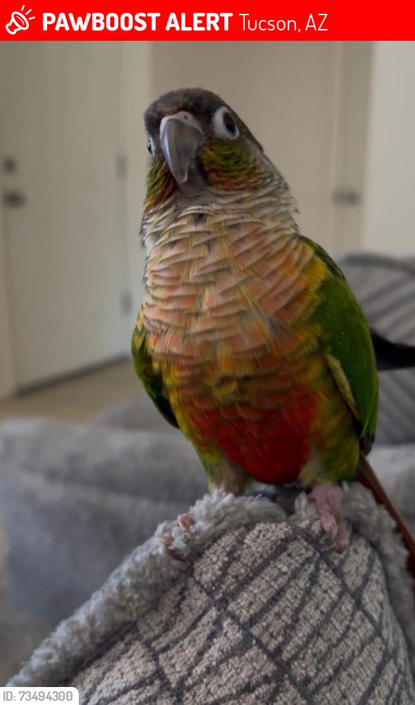 Lost Female Bird last seen Columbus and broadway, Tucson, AZ 85711