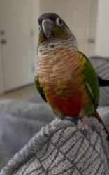 Lost Female Bird last seen Columbus and broadway, Tucson, AZ 85711