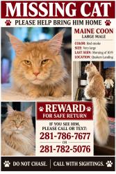 Lost Male Cat last seen Brown and Whittier, Friendswood, TX 77546