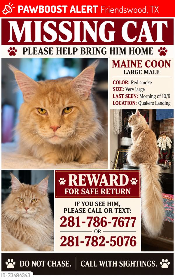 Lost Male Cat last seen Brown and Whittier, Friendswood, TX 77546