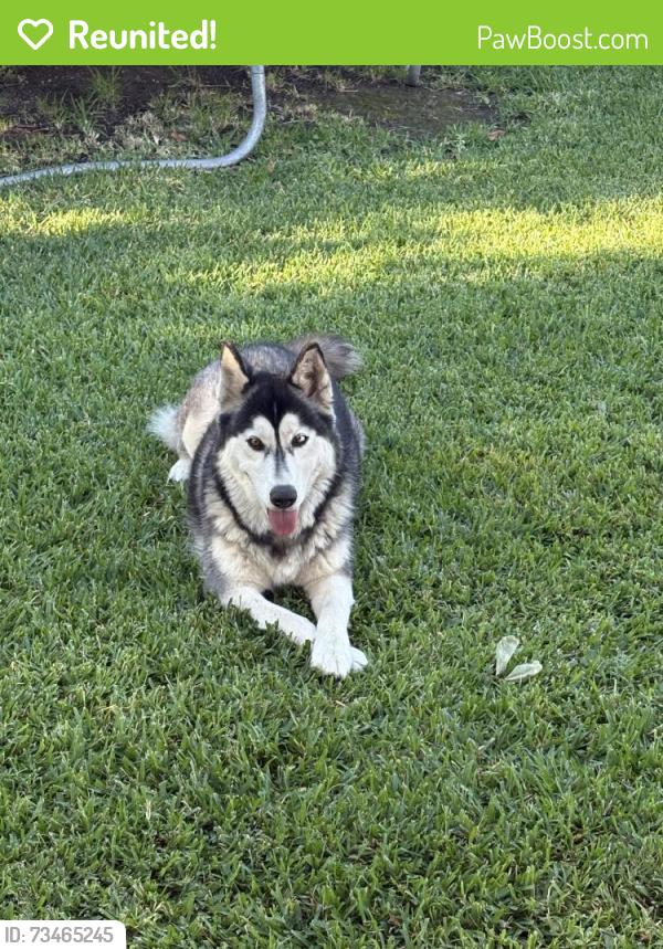 Reunited Female Dog last seen Chatsworth and Woodman, Los Angeles, CA 91345
