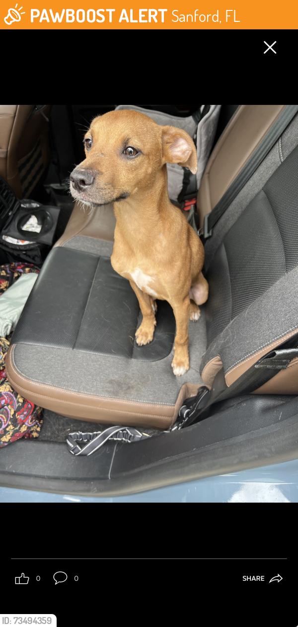 Found/Stray Male Dog last seen Brisson, Sanford, FL 32773