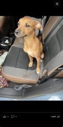 Found/Stray Male Dog last seen Brisson, Sanford, FL 32773