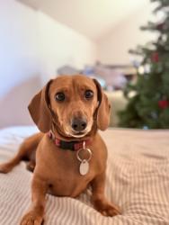 Lost Female Dog last seen East Nashville, Nashville, TN 37206