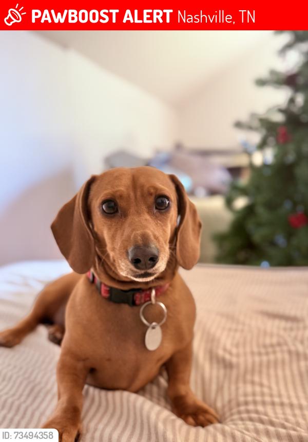 Lost Female Dog last seen East Nashville, Nashville, TN 37206